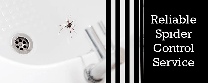 Reliable Spider Exterminators