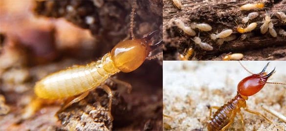 Termite Control Kallaroo